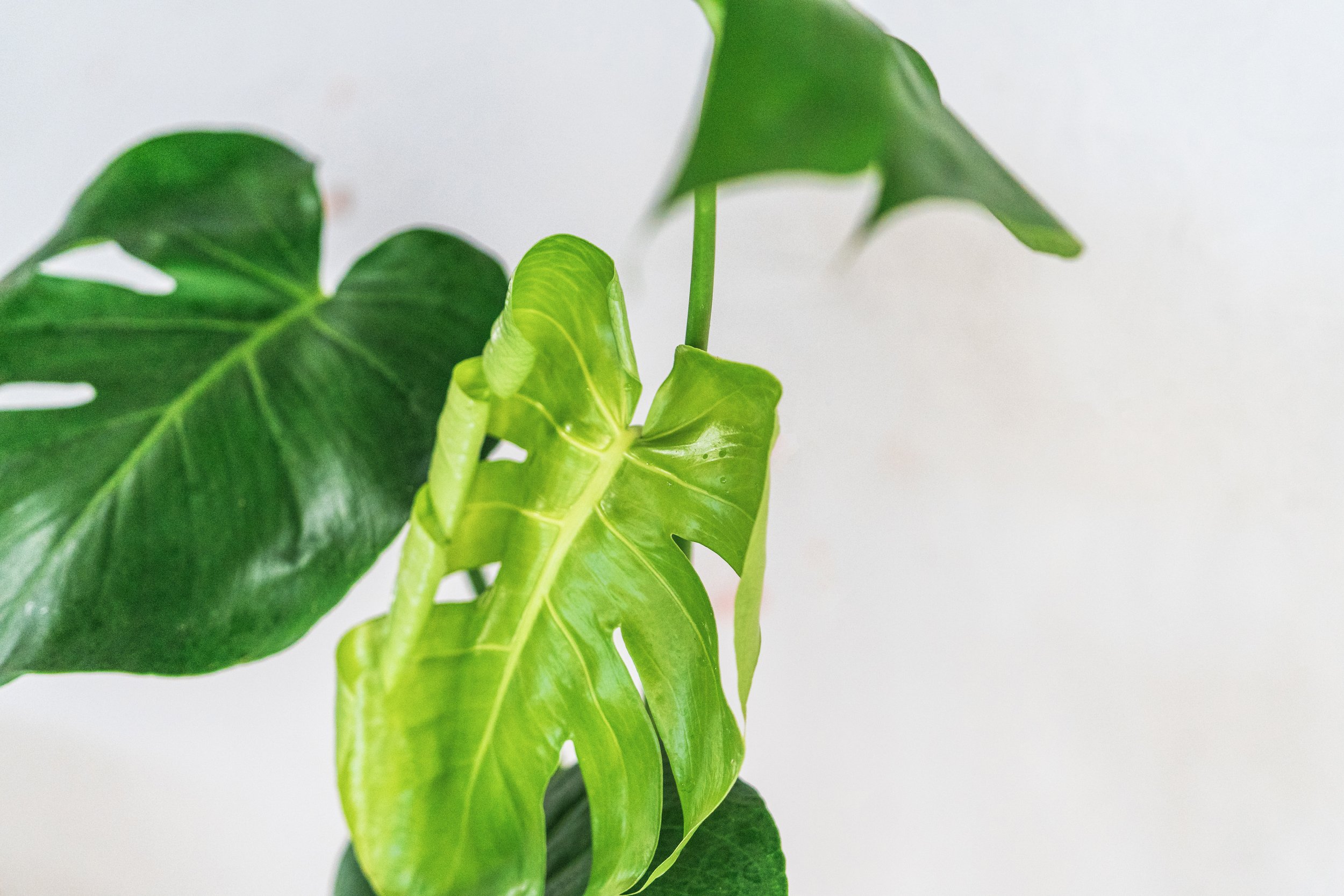 monstera — Wilson Plant Co